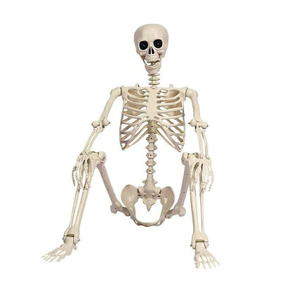 Life-Size Posable Skeleton Decoration — 67 in Indoor & Outdoor 5