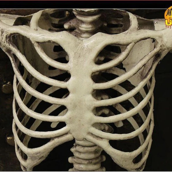 Life-Size Posable Skeleton Decoration — 67 in Indoor & Outdoor 3